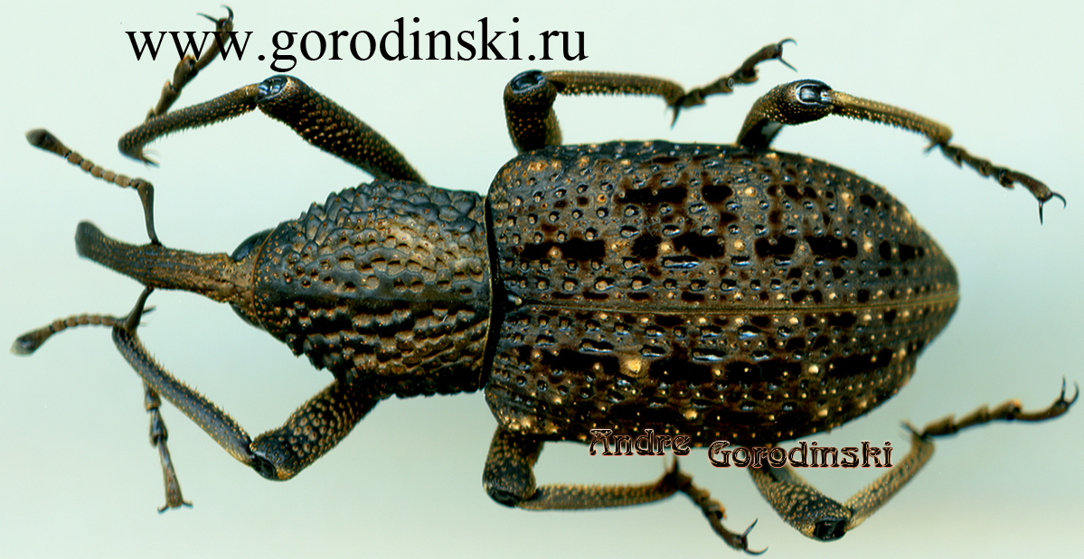 http://www.gorodinski.ru/oth_col/Sipalinus sp..jpg